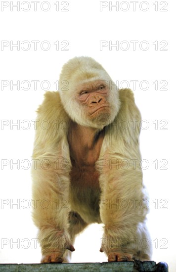 White western gorilla (Gorilla Gorilla), Barcelona Zoo in Spain, male called Snowflake or Copito de