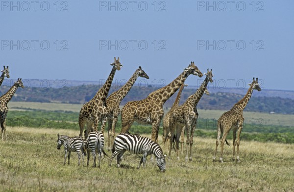 Masai Giraffe (giraffa camelopardalis tippelskirchi), Burchell's Zebra, giraffa camelopardalis