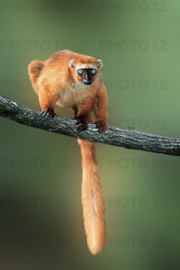 Blue-eyed (primates) lemur, female (Eulemur macaco flavifrons) (Madagascar) (animals) (branch)