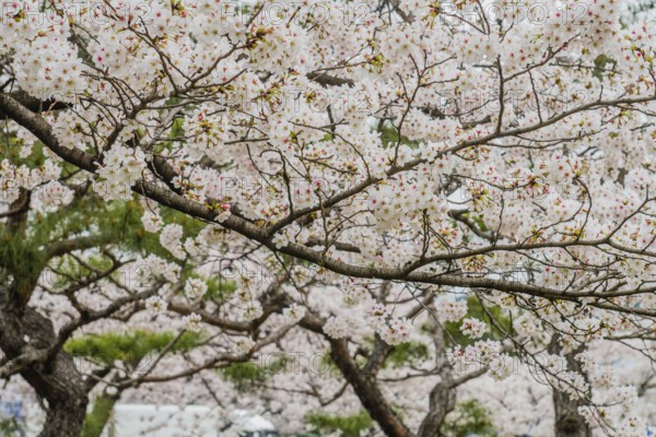 Branches of cherry blossom tree filled with delicate flowers in full bloom, South Korea, South
