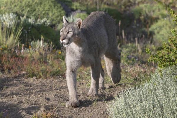 Cougar (Cougar concolor), silver lion, mountain lion, cougar, panther, small cat, Torres del Paine