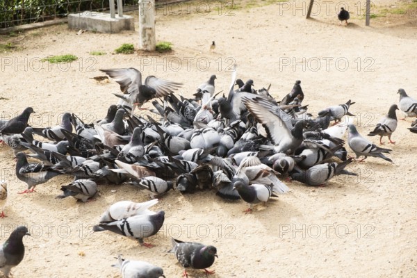 Many pigeons being fed in a park, Barcelona, Spain, Europe
