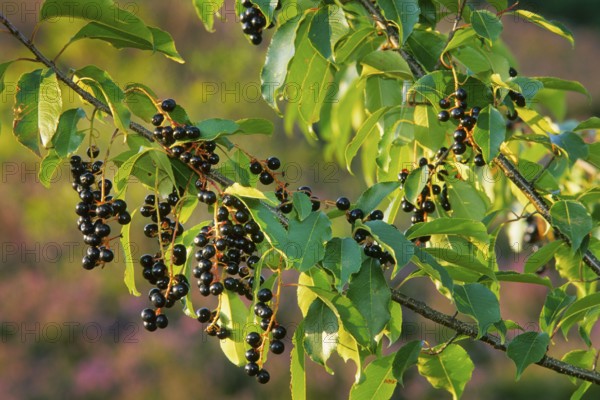 American weeping cherry, late blossoming weeping cherry, late weeping cherry (Prunus serotina),