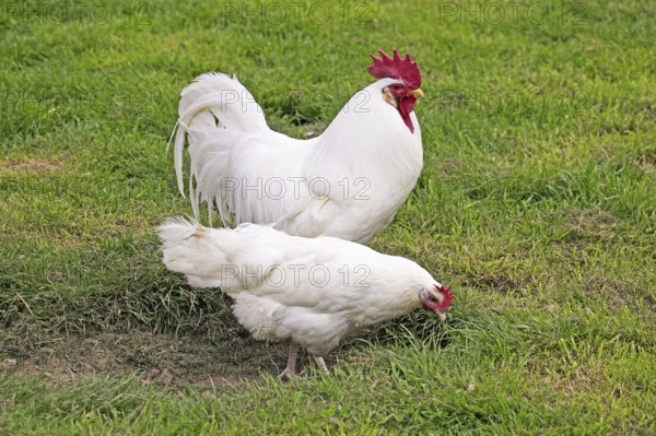White Leghorn, Domestic fowl, Cock with hen standing on grass
