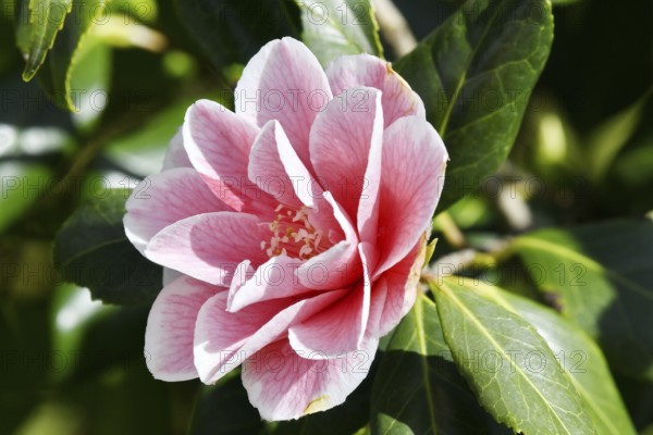 Garden Camellia variety 'Lady Vansittart' (Camellia japonica 'Lady Vansittart'), single flower,