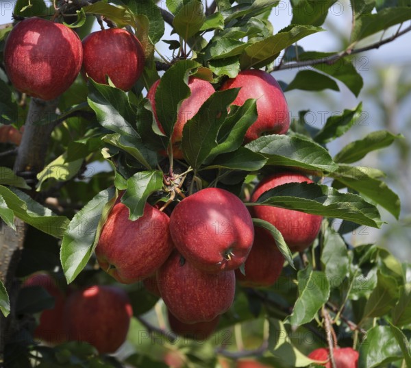 Lake Constance, Lake Constance orchard, apple orchard, Lake Constance fruit, apples on the tree,