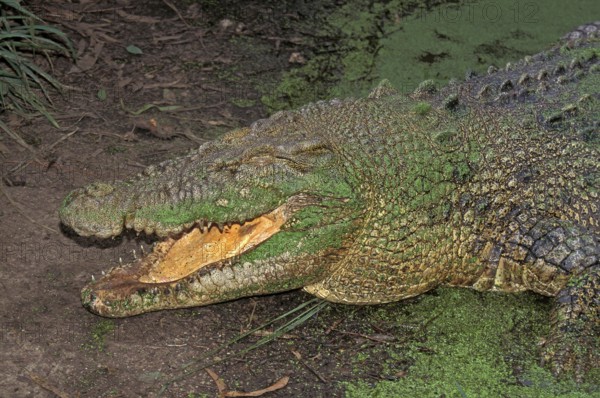 Australian Saltwater Crocodile (crocodylus porosus) or Estuarine Crocodile, Adult emerging from