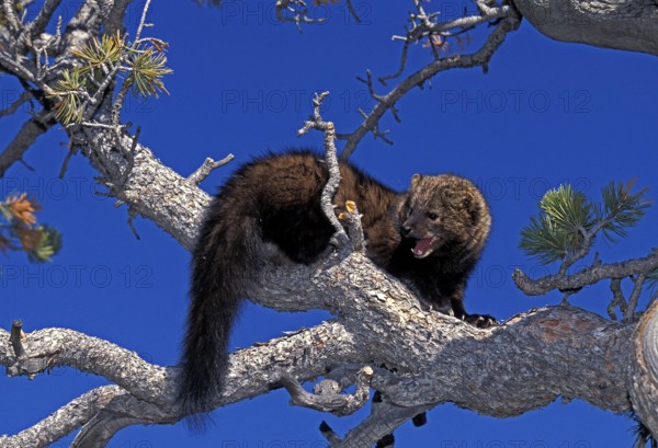 Fisher (martes pennanti), Adult with Open Mouth, standing on Branch, in Defensive Posture, Canada,
