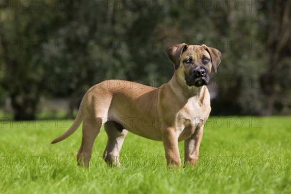 Boerboel, puppy