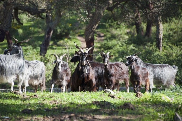 Girgentana goats, Girgentana goat, domestic goat, n, cork oak forest, Geraci Siculo, Madonie,