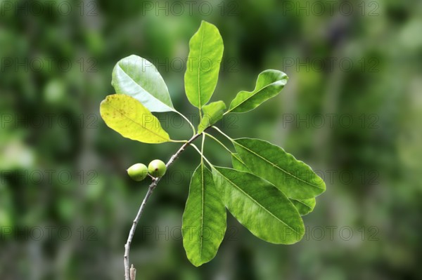Giant bearded fig (Ficus citrifolia), branch with fruit, Everglades National Park, Florida, Fig,