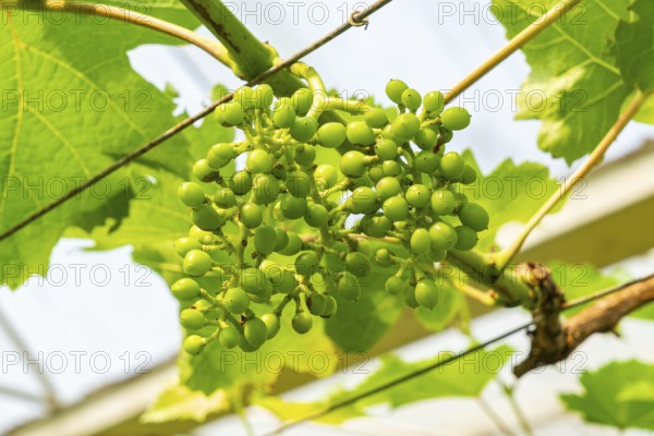 Growing grapes collection. Bunch of growing young grapes in a vineyard. Growing young grape with