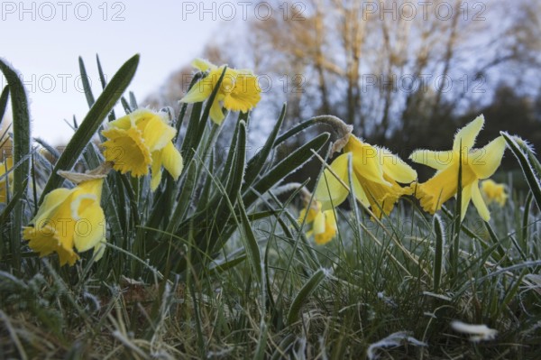 Daffodils (Narcissus pseudonarcissus) with hoarfrost, national park Eifel, North Rhine-Westphalia,
