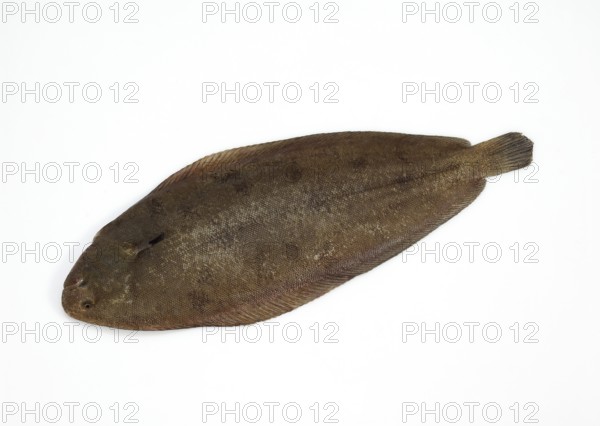 Sole, Sole (solea solea), Other animals, Fish, Flatfish, Animals, Fresh sole against white
