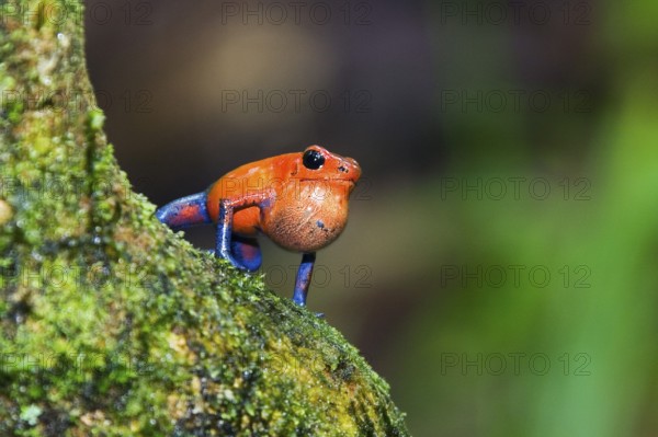 Strawberry poison-dart frog (Dendrobates pumilio), male, strawberry frog, sonic bubble, Costa Rica,