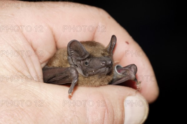 Noctule in hand, Brandenburg, Germany (Nyctalus noctula), ringed