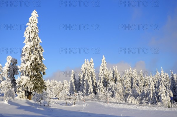 Black Forest, Black Forest in winter, spruce forest, Black Forest High Road, snowy landscape, at