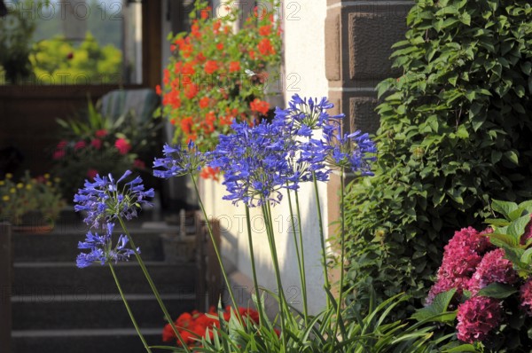 Blue lily (Agapanthus africanus), inflorescence with hydrangea flowering in the garden, bigleaf