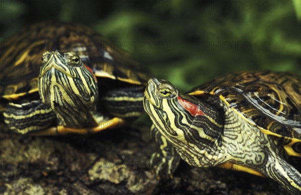 Scripta elegans, red-cheeked ornamental turtles (Pseudemys), red-cheeked ornamental turtle,