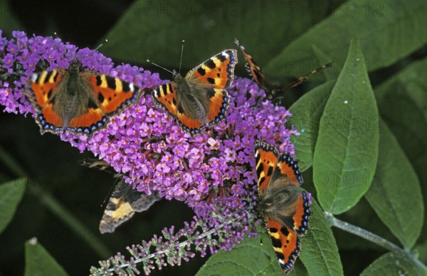 Small Tortoiseshell (aglais urticae) Butterfly, on a Buddleia, buddleja davidii