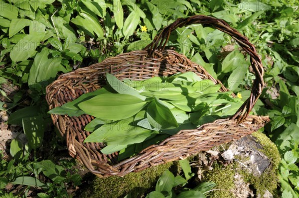Leaves of wild garlic (Allium ursinum), lily of the valley (Convallaria majalis), autumn linseed