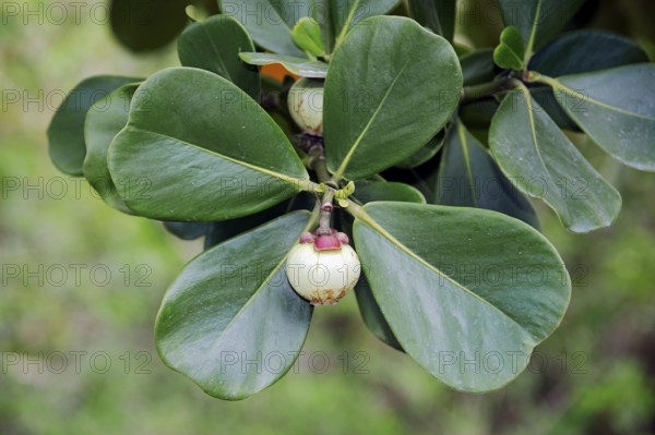 Autograph Tree (Clusia rosea), Fruit, Florida, balsam apple, Fat Park Tree, Scotch Attorney, Pitch