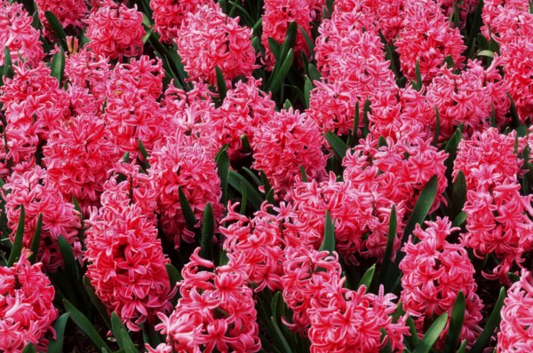 Pink pearl&quot