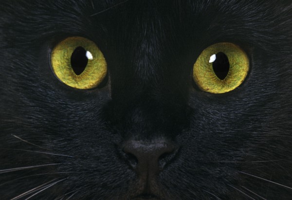 Black domestic cat, close-up of the eyes