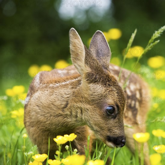 Roe Deer (capreolus capreolus), Fawn with Yellow Flowers, Normandy
