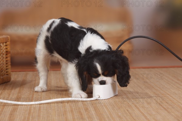 Cavalier King Charles Spaniel, puppy, tricolour, 9 weeks, multi plug, multi socket, outlet, power