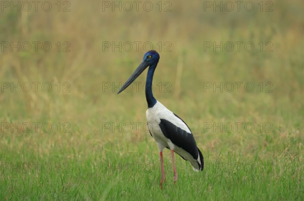 Black-necked Stork (Ephippiorhynchus asiaticus), female, Keoladeo Ghana national park, Rajasthan,