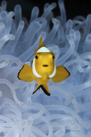 Juvenile Clown Anemonefish, bleached Sea Anemone, Cenderawasih Bay, West Papua, Indonesia