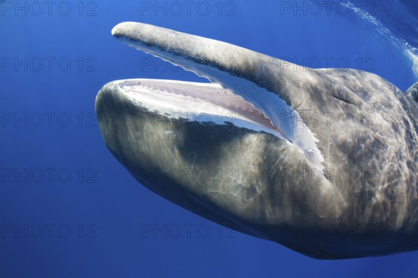 Sperm Whale (Physeter macrocephalus), mouth, Dominica, Lesser Antilles, Leeward Islands, Central