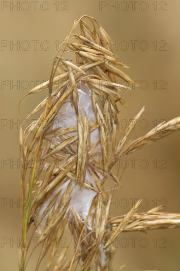 Thorn finger spider (Cheiracanthium punctorium) cocoon, Havelland, Brandenburg, Germany, Europe