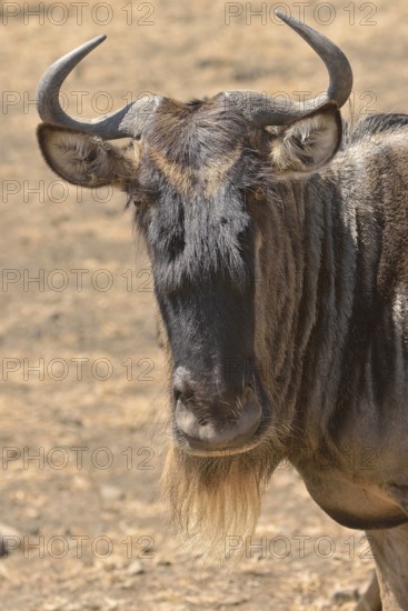 Western white-bearded wildebees (Connochaetes taurinus mearnsi), portrait, Serengeti, Tanzania,