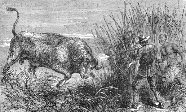 Hunting a buffalo, white hunter with rifle shoots the wildebeest, 1869, Botswana, Historic,