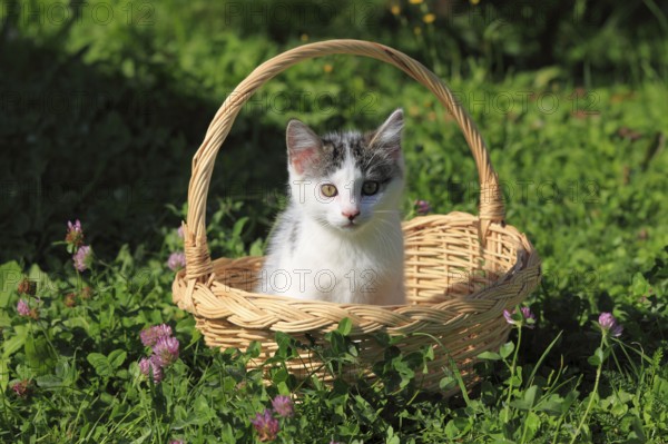 House cat, kitten, basket
