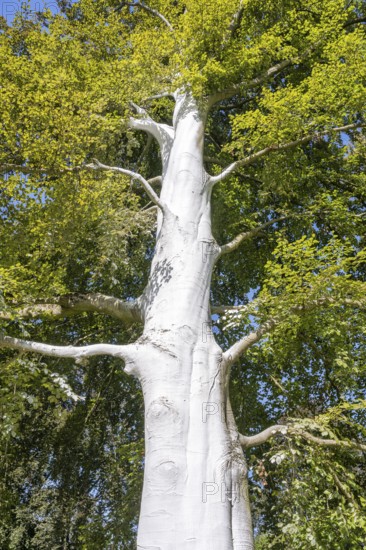 Limed tree trunk on a copper beech (Fagus sylvatica) as protection against frost, stress cracks and
