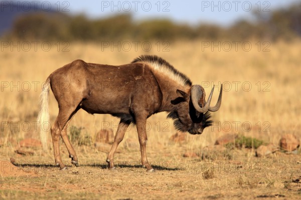White-tailed gnu (Connochaetes gnou), Mountain Zebra National Park, South Africa, wildebeest, l.s,