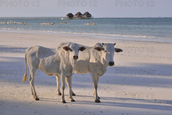Cows on Dongwe Beach, Dongwe, Zanzibar, Tanzania, Africa