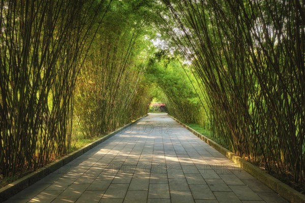 Path in bamboo forest brove in Wangjiang Pavilion (Wangjiang Tower) Wangjianglou Park. Chengdu,