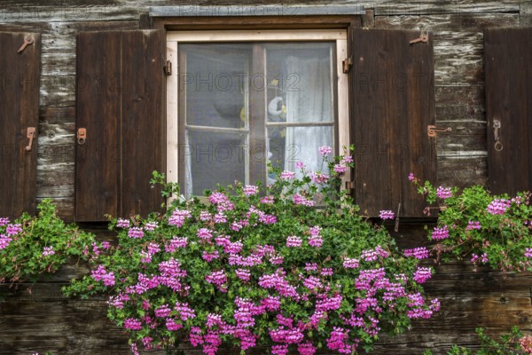 Window with geraniums on an old wooden house m in Zollstraße, Oberstdorf, Oberallgäu, Allgäu,