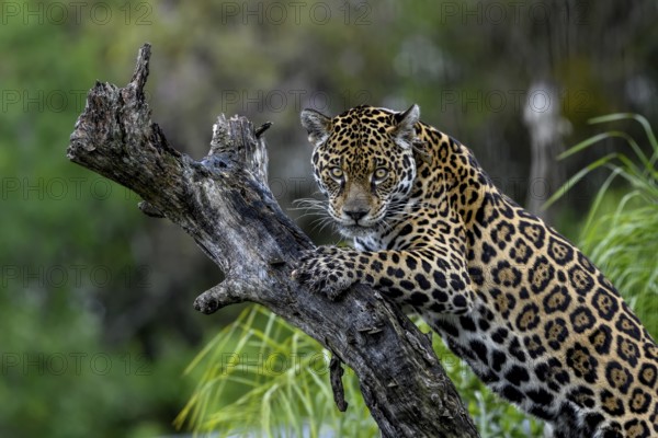 Jaguar (Panthera onca) with radio collar on gnarled tree trunk, captive, Conservation Land Trust