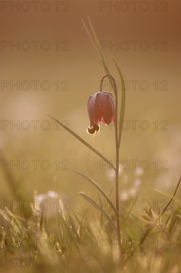 A bumblebee takes nectar from the flower of a snake's head fritillary (Fritillaria meleagris) in