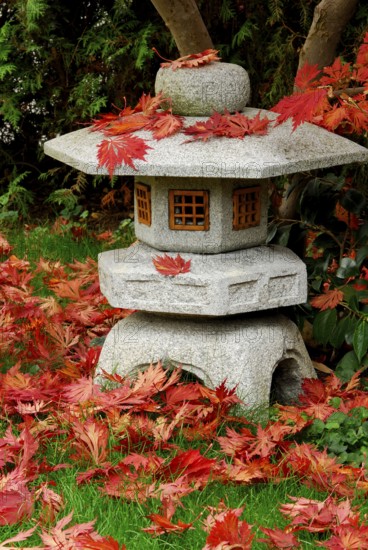 Japanese maple (Acer japonicum aconitifolium) , maple leaves on stone lantern, Japanese stone
