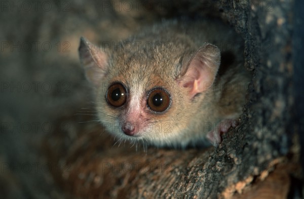 Lesser Mouse Lemur (Microcebus murinus), Grauer Mausmaki, Gewoehnlicher Mausmaki, Gewöhnlicher