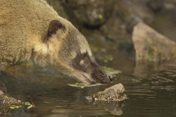 South American coati (Nasua nasua) at the water, portrait, nose, coatis, procyonids (Procyonidae),