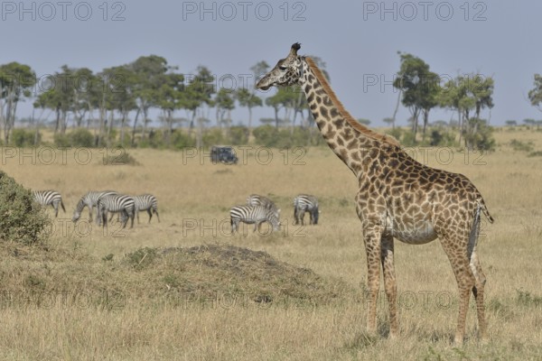 Masai Giraffe (Giraffa camelopardalis tippelskirchi) and Burchell's zebra (Equus quagga), Massai