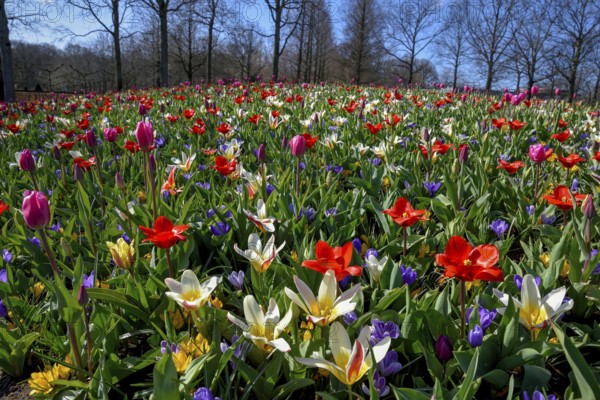 Flower splendour with colourful Tulips (Tulipa) and Crocus (Crocus) in spring, Keukenhof, Lisse,