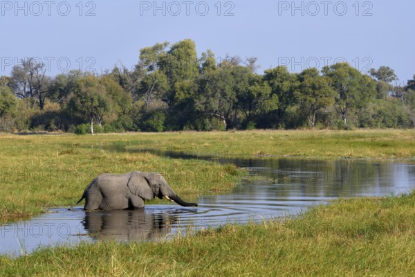 Elephant (Loxodonta africana) in swampy terrain, crosses the Khwai River, Khwai Region, North-West